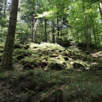 Balade durant un stage de jeûne