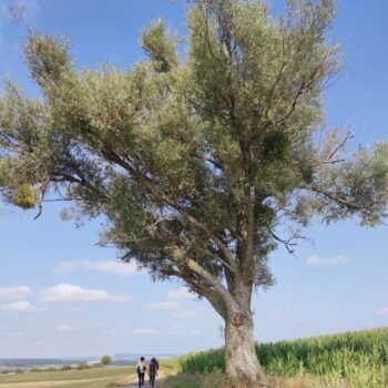 Balade durant un stage de jeûne